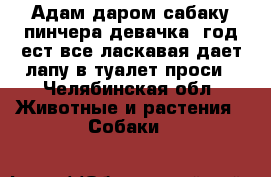 Адам даром сабаку пинчера девачка 1год ест все ласкавая.дает лапу в туалет проси - Челябинская обл. Животные и растения » Собаки   
